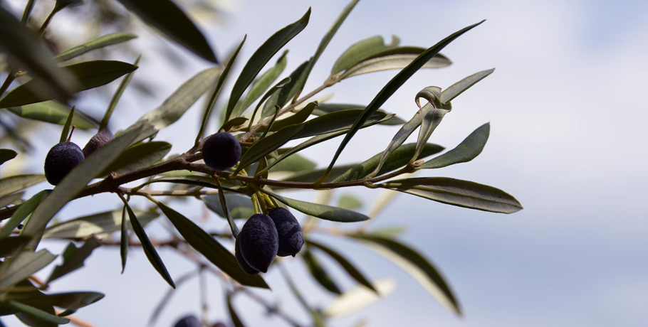 Oppdag de fantastiske helsefordelene med olivenbladsekstrakt